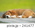 241477