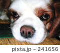 キャバリアのドアップ