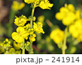 菜の花