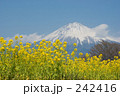 富士山と菜の花