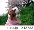 桜とキャバリア