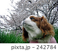 桜とキャバリア