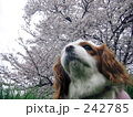桜とキャバリア