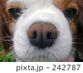 キャバリアのドアップ