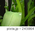 水玉04
