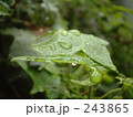 水玉09