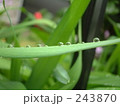 水玉07