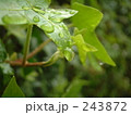 水玉