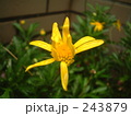 黄色い花02