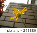 黄色い花01