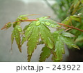 いろは紅葉01