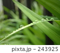 水玉01