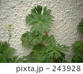 雑草02