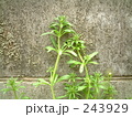 雑草01
