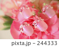 ネイルチップピンク(横)