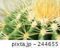 金鯱