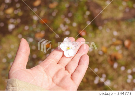 花 sakura 春コンテンツ