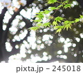 新緑と木漏れ日２
