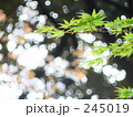 新緑と木漏れ日
