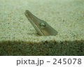 ワニ？アナゴ？