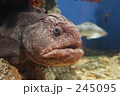狼魚