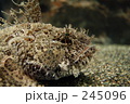 カサゴ系横顔