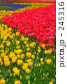 245316
