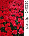 245330