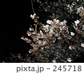 夜桜