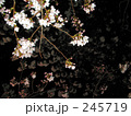 夜桜