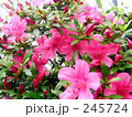 ツツジの花
