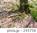 桜の花びら