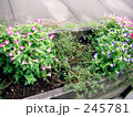 花壇