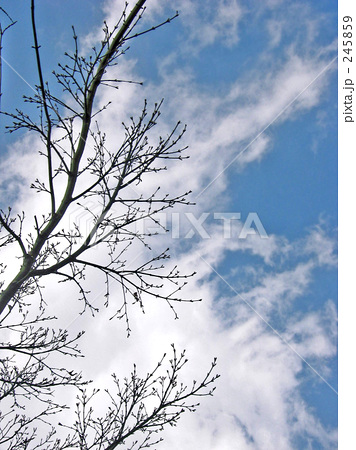 「木の枝」の写真素材 「木の枝」の写真素材