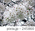 ソメイヨシノ