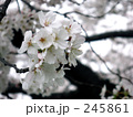 ソメイヨシノ