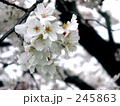 ソメイヨシノ
