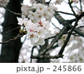 ソメイヨシノ