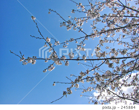「桜」の写真素材