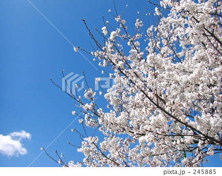 「桜」の写真素材