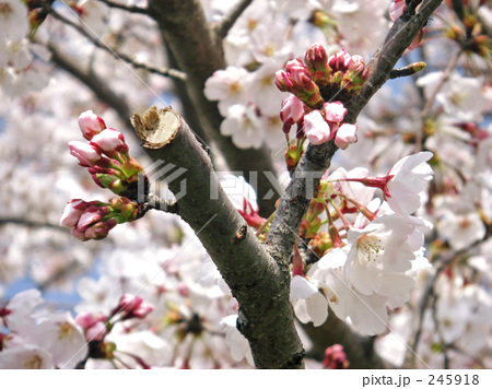 「桜」の写真素材