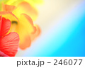 色彩ハイビスカス