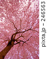 Full-bloomed cherry blossoms
