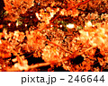 246644