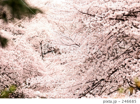 公園 お花見 井の頭