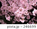 246699