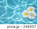 水に浮かぶプルメリア