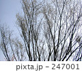 無数の木の枝