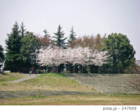 桜 桜