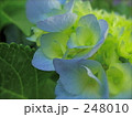 あじさい・紫陽花（青）